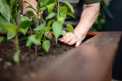 Senior woman planting peppers seedlings in raised gardening bed