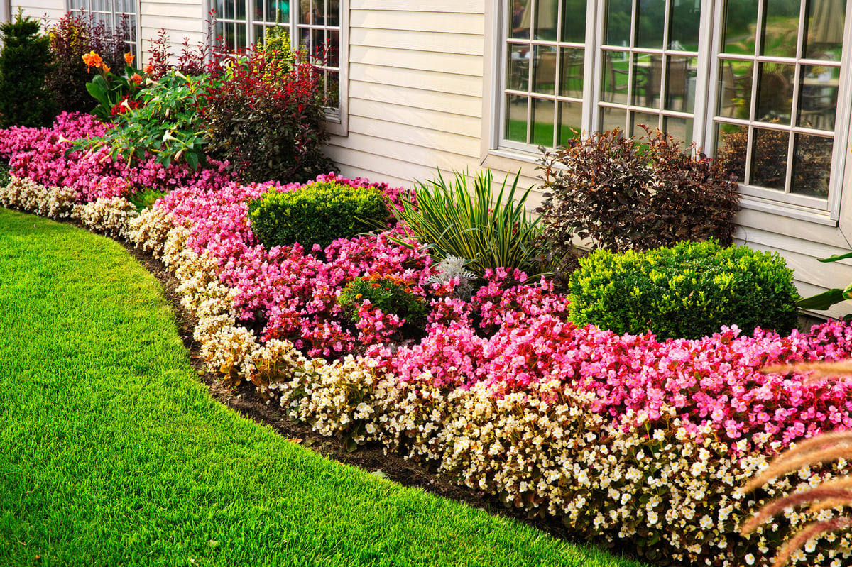 Colorful flowerbed with flowers against wall