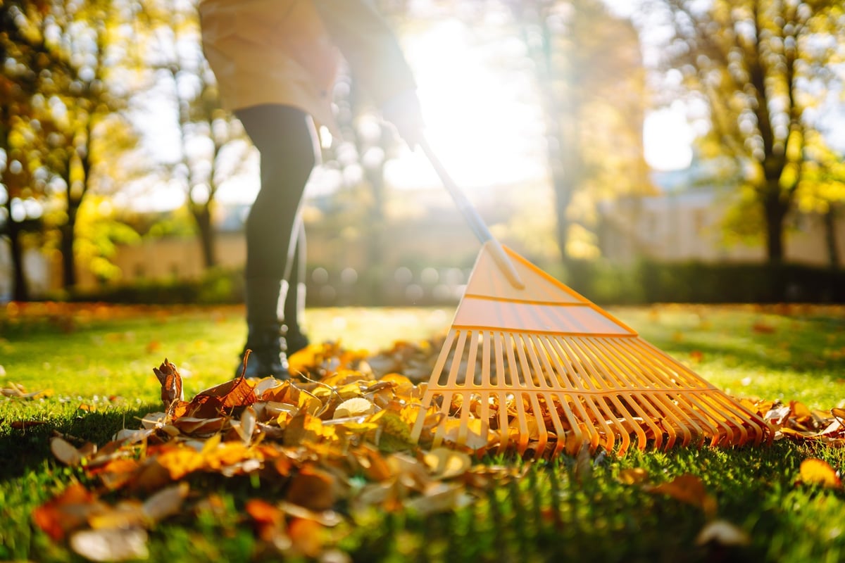 Cleaning up autumn fallen leaves with rake on lawn