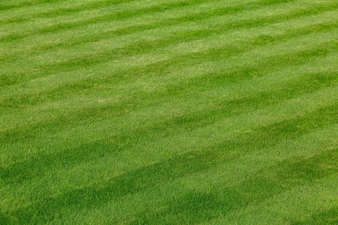 Neatly Mowed