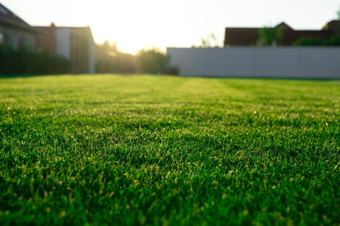 Beautiful home backyard with green grass and sunrays