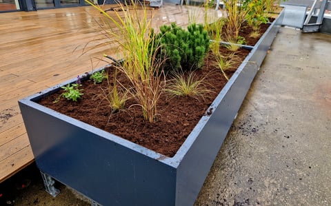 Self-watering pots with grasses and pine trees on terrace