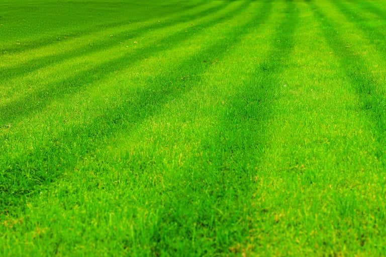 Fresh Cut Lawn