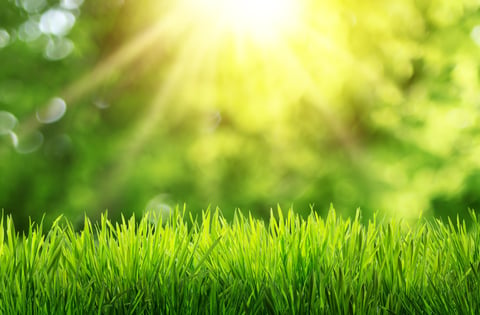 Fresh green grass spring growth renewal