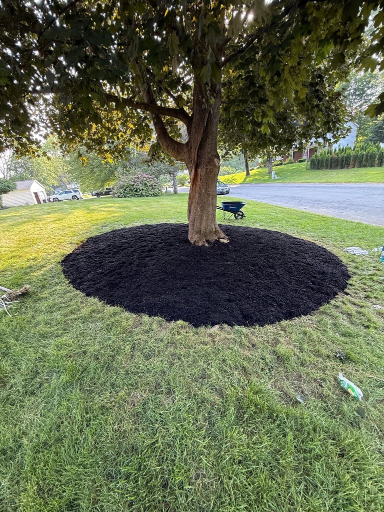 Large mature tree with dense foliage surrounded by black mulch circle on green lawn in residential neighborhood